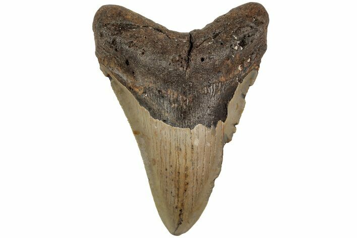 Fossil Megalodon Tooth - North Carolina #204554
